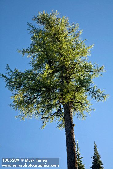 Western Larch crown against blue sky