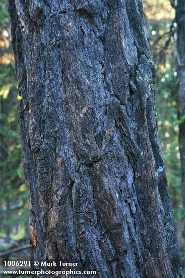 Western Larch bark
