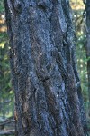 Western Larch bark