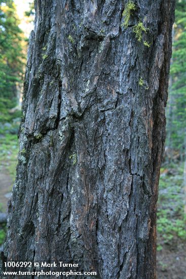 Western Larch bark