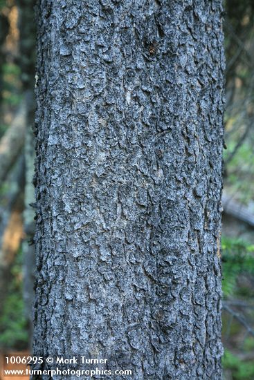 Lodgepole Pine bark