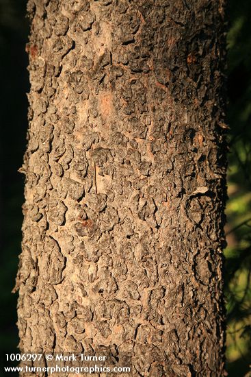 Lodgepole Pine bark