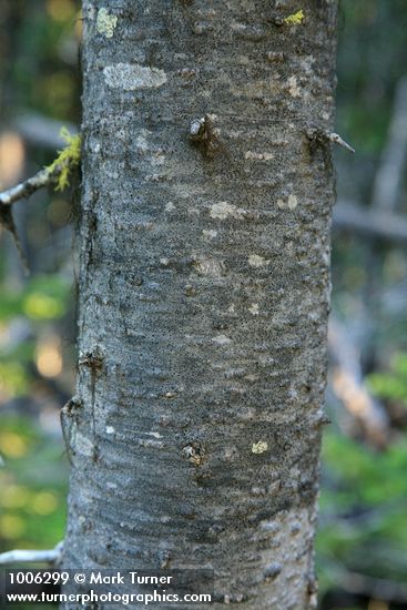 Subalpine Fir bark