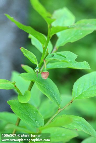 Dwarf Blueberry blossom, immature fruit, foliage detail