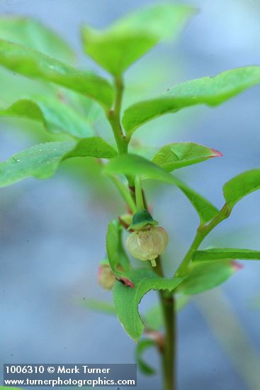Dwarf Blueberry blossom & foliage detail