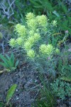 Deer Paintbrush