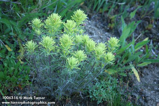 Deer Paintbrush