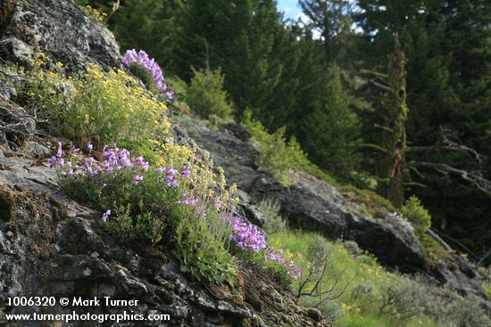 Shrubby Penstemon, Roundleaf Alumroot, Sticky Cinquefoil on rock outcrop