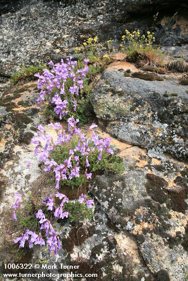 Shrubby Penstemon w/ Sticky Cinquefoil bkgnd on rock outcrop