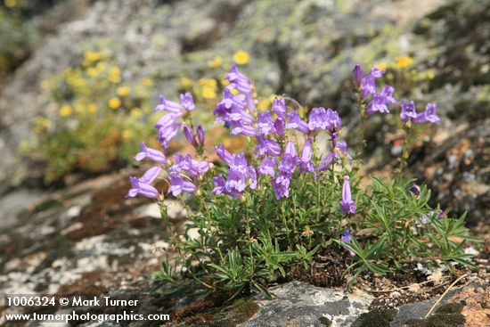 Shrubby Penstemon w/ Sticky Cinquefoil soft bkgnd on rock outcrop
