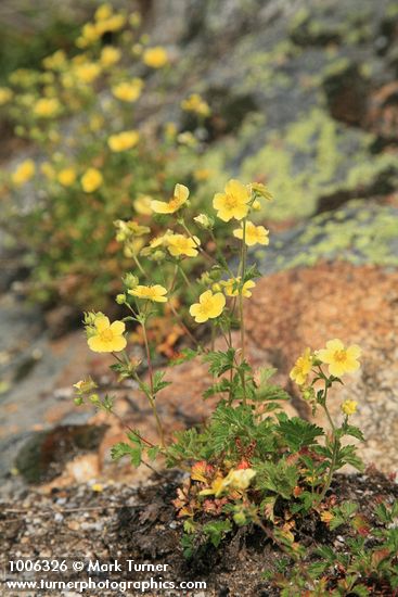 Sticky Cinquefoil on rock outcrop