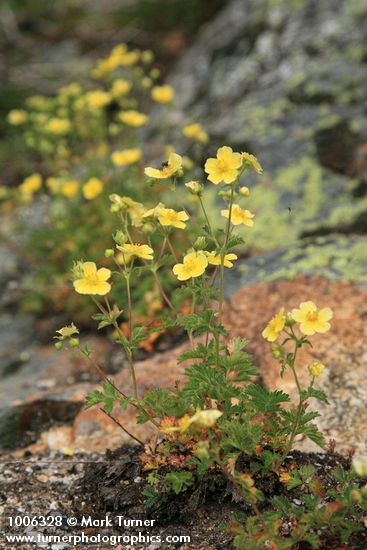 Sticky Cinquefoil on rock outcrop