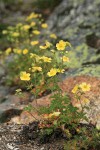 Sticky Cinquefoil on rock outcrop