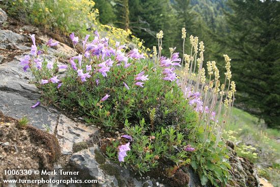 Shrubby Penstemon, Roundleaf Alumroot, Sticky Cinquefoil on rock outcrop