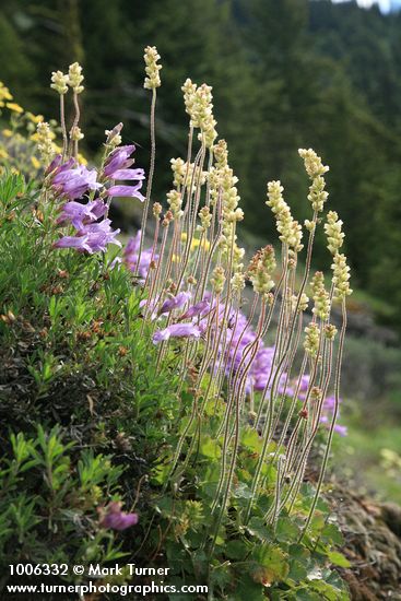 Shrubby Penstemon w/ Roundleaf Alumroot