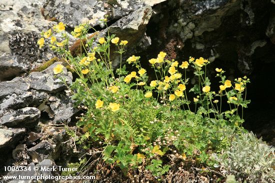 Sticky Cinquefoil on rock outcrop