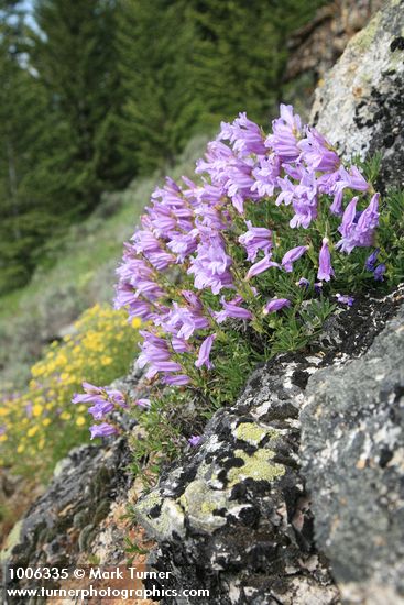 Shrubby Penstemon on rock outcrop