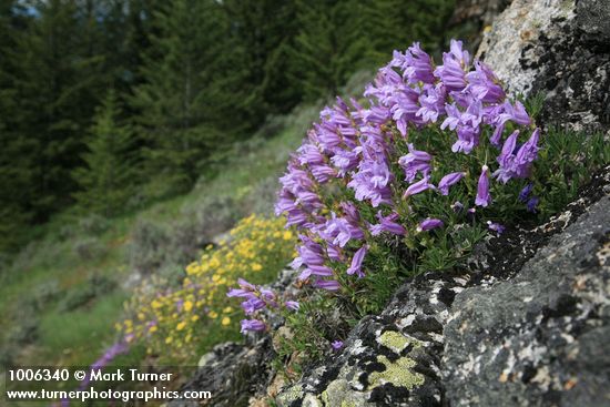 Shrubby Penstemon on rock outcrop