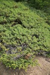 Common Juniper