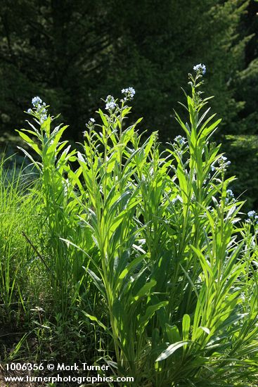 Blue Stickseed, backlit