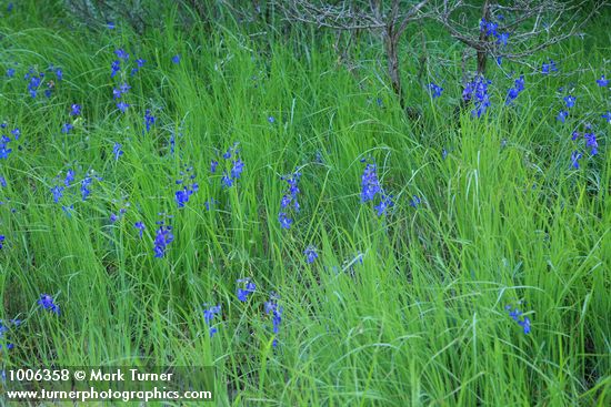 Upland Larkspur among grasses