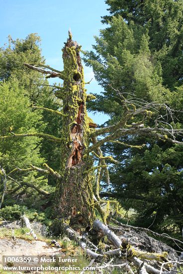 Lichen-covered Douglas-fir trunk