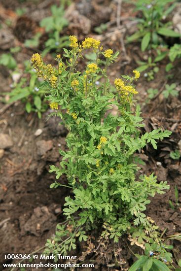 Short-fruited Tansymustard