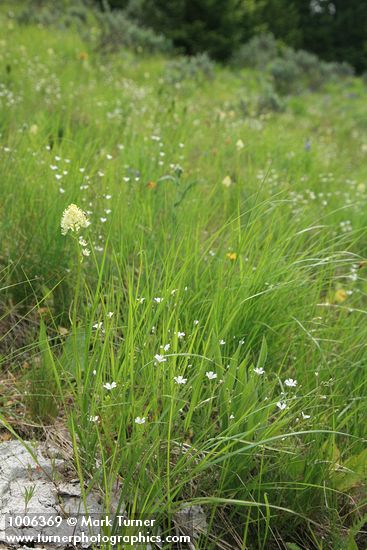 Meadow Death Camas & Thread-leaved Sandwort among grasses