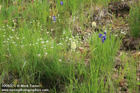 Meadow Death Camas, Thread-leaved Sandwort, Upland Larkspur among grasses