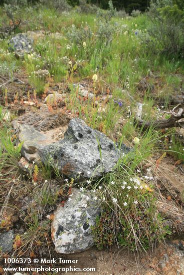 Meadow Death Camas, Thread-leaved Sandwort among grasses, rocks