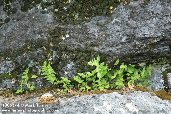 Ferns in crack of lichen-covered rock