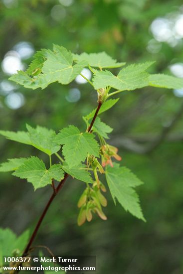 Douglas Maple foliage & fruit