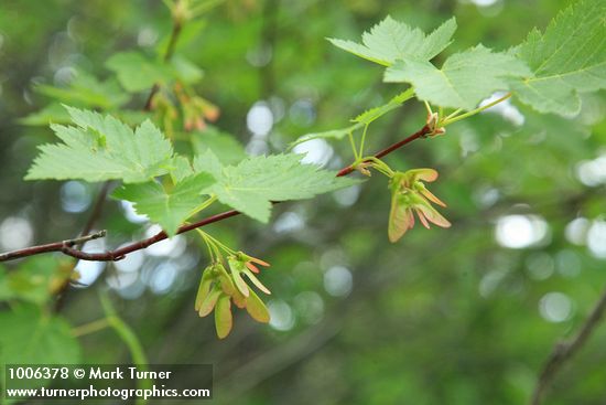 Douglas Maple foliage & fruit