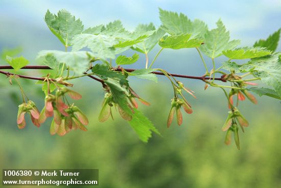 Douglas Maple foliage & fruit