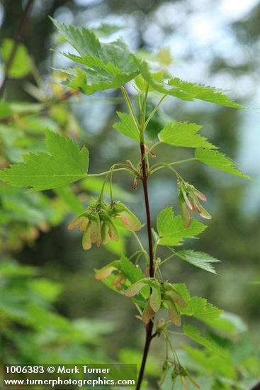 Douglas Maple foliage & fruit