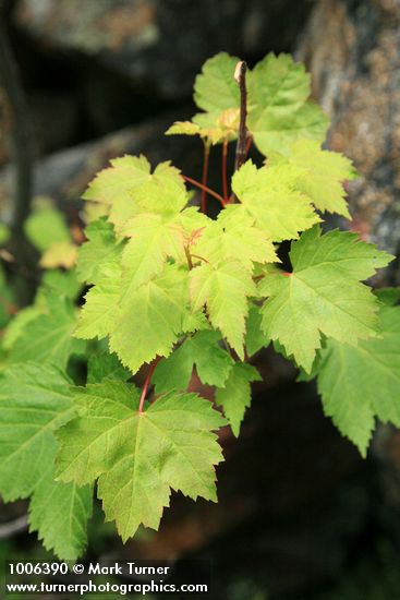Douglas Maple foliage