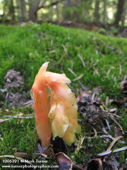 Pinesap emerging from among moss