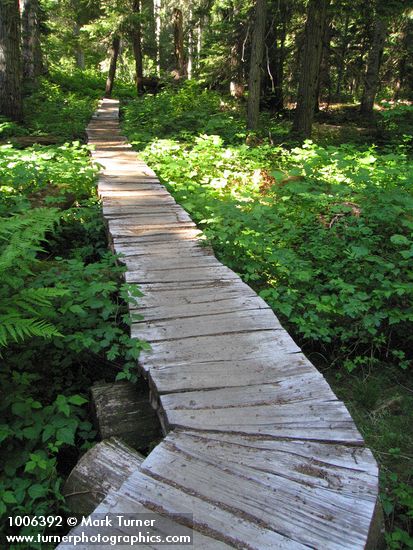 Boardwalk trail through wetland w/ Salmonberries