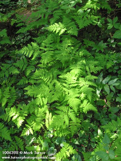 Western Oak Ferns