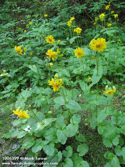 Mountain Arnica