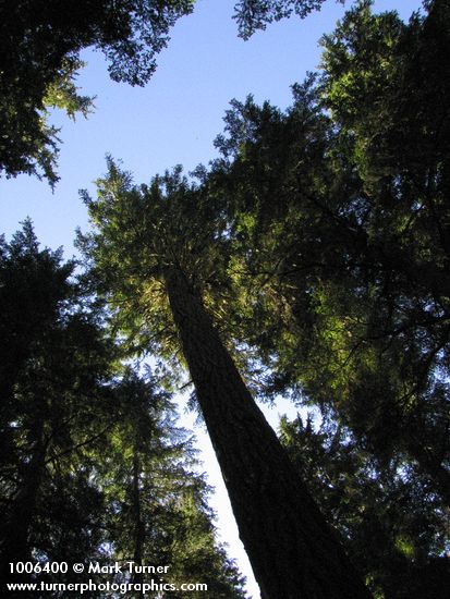 Mountain Hemlock crowns against sky
