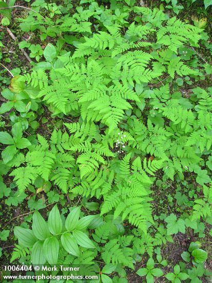 Western Oak Ferns