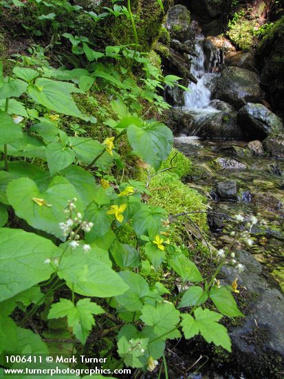 Stream Violets beside small stream w/ waterfall