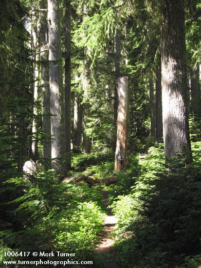 Mountain Hemlock forest