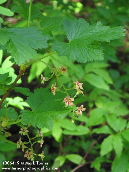 Maple-leaf Currant blossoms & foliage