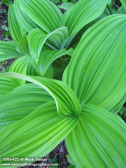 Green Corn Lily new foliage