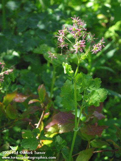 Western Meadowrue female blossoms & foliage