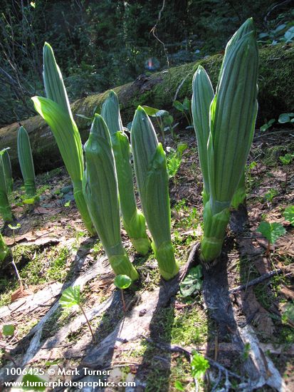 Green Corn Lily emerging foliage, backlit