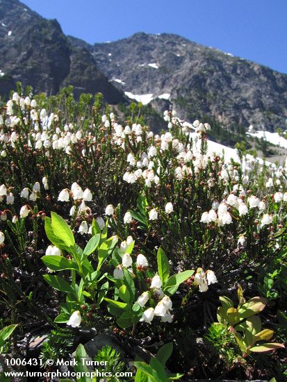 White Heather w/ Ragged Ridge bkgnd