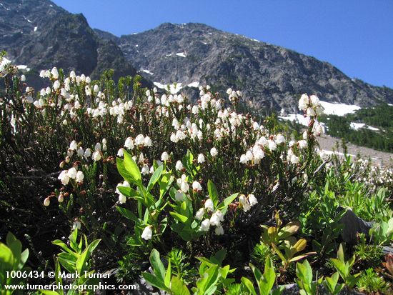 White Heather w/ Ragged Ridge bkgnd